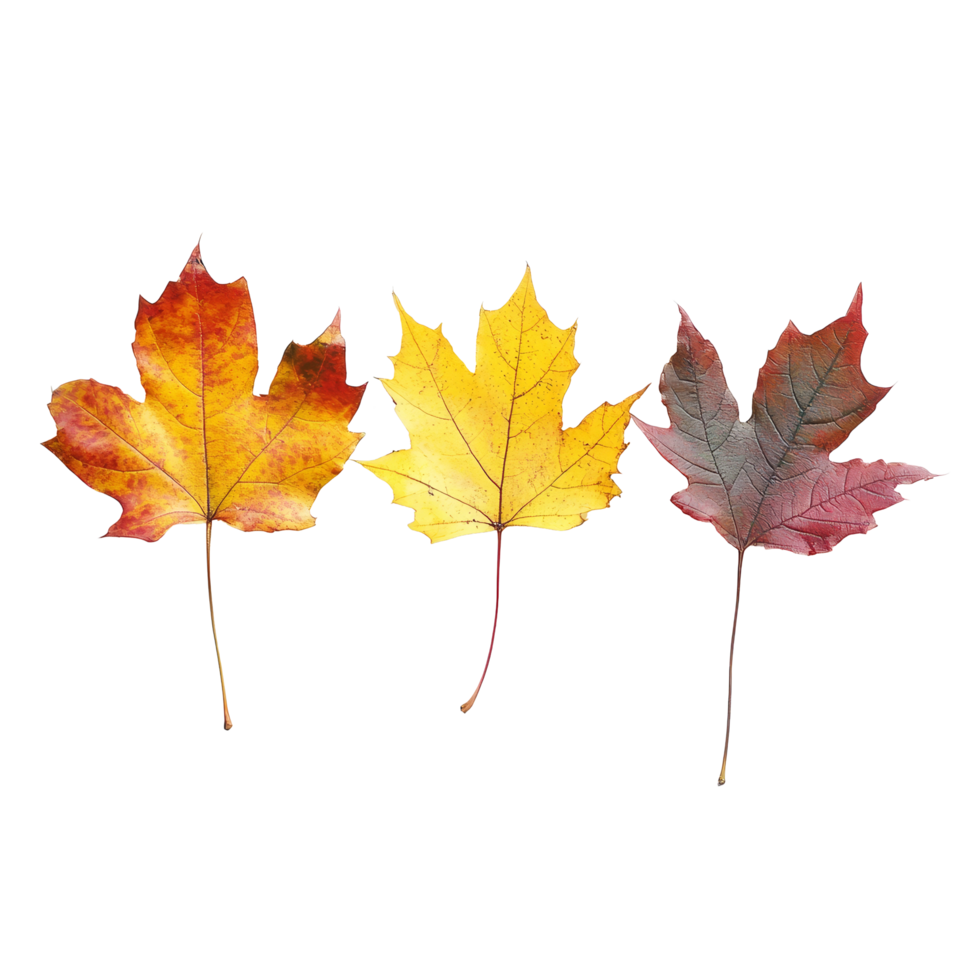 Three vibrant autumn leaves arranged on a transparent background showcasing seasonal colors of fall in nature, Three autumn leaves transparent background png