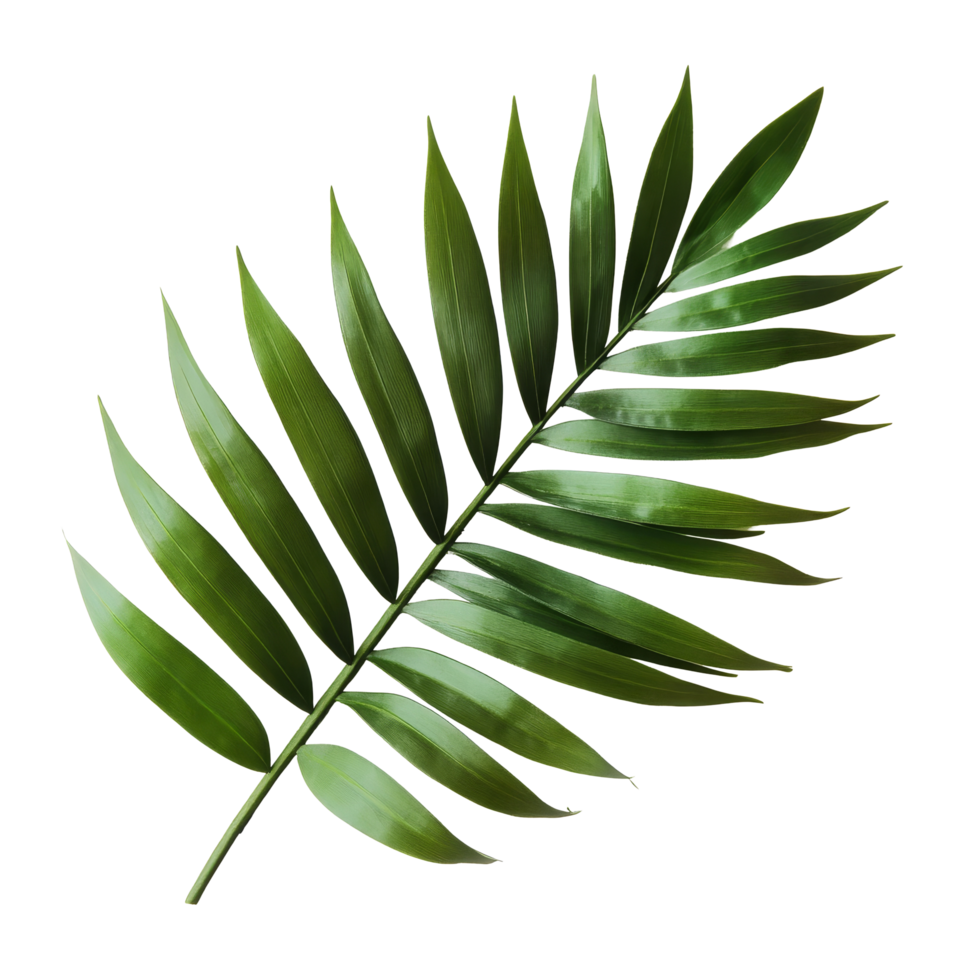 Tropical green palm leaf resting on a transparent background showcasing natural beauty and simple elegance, tropical green palm leaf on transparent backgroundfile png