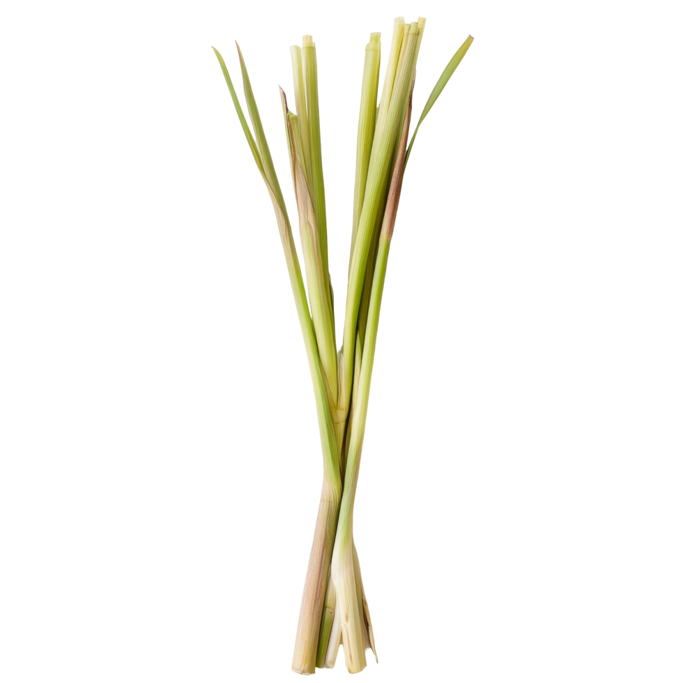 Fresh lemongrass stalks arranged on a transparent background ready for culinary use in various dishes and beverages, slice lemongrass on transparent background png