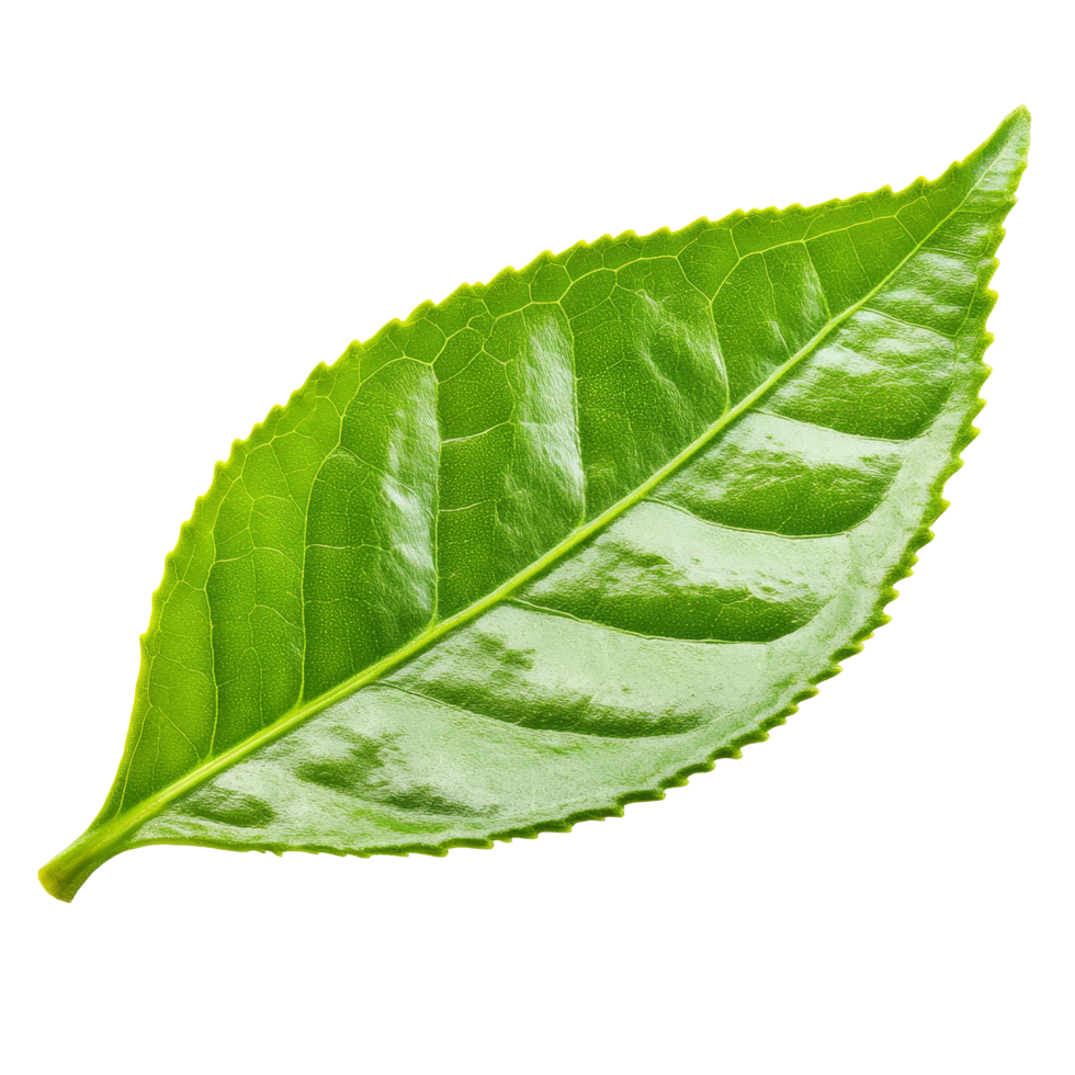 Fresh green tea leaf isolated on a clean transparent background showcasing its vibrant color and texture, greentea leaf isolated on transparent background png