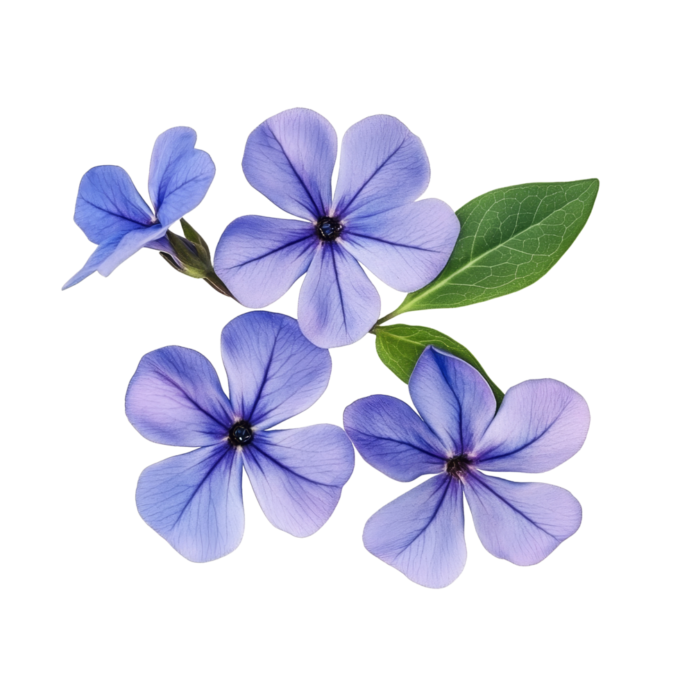 Beautiful periwinkle flowers with delicate petals and green leaves isolated on a transparent background, periwinkle flowers isolated on transparent background png