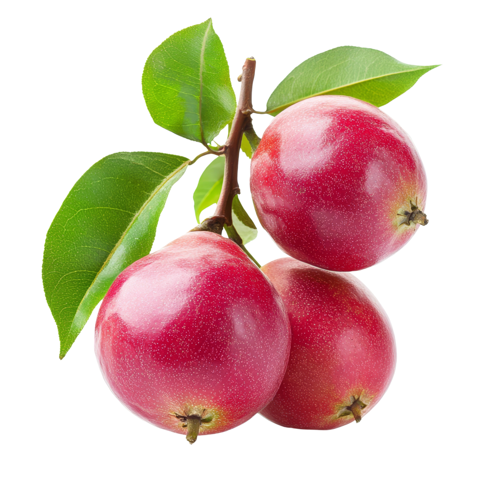 Fresh Syzygium jambos, known as rose apple, with vibrant skin and green leaves on transparent background, Syzygium jambos or rose apple isolated on transparent background png