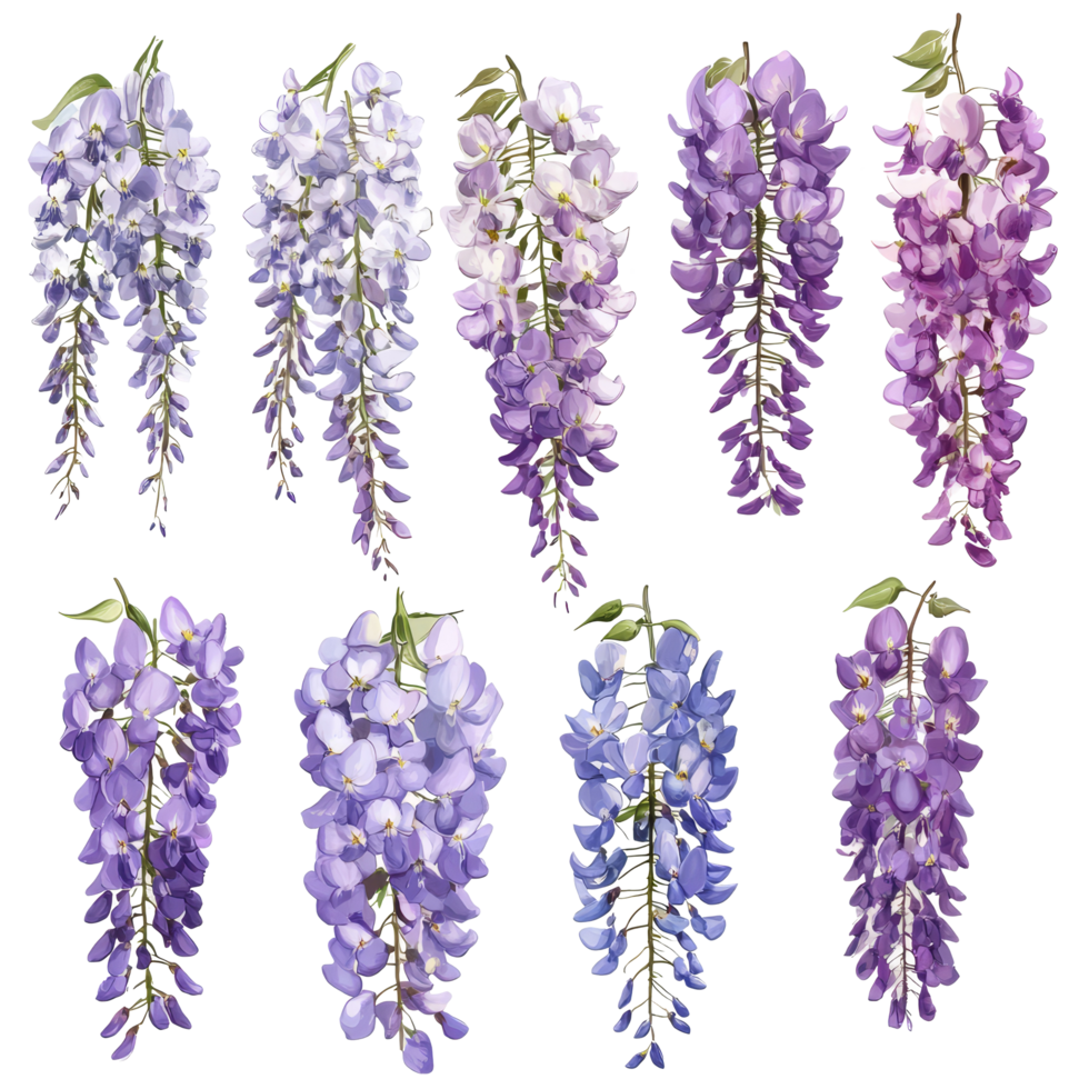 A stunning collection of wisteria flowers in various shades isolated on a transparent background perfect for floral design projects, wisteria flowers isolated on transparent background png