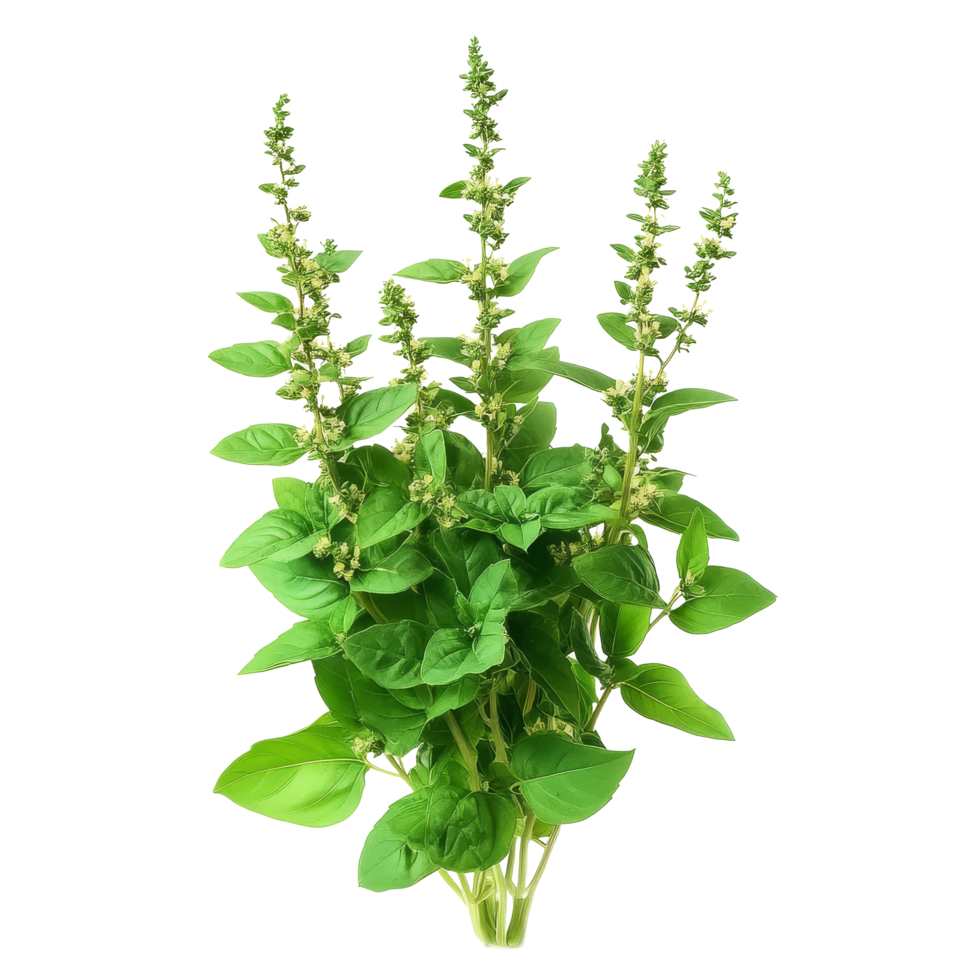 Holy basil plant, Holy Basil Ocimum sanctum isolate on transparent background png