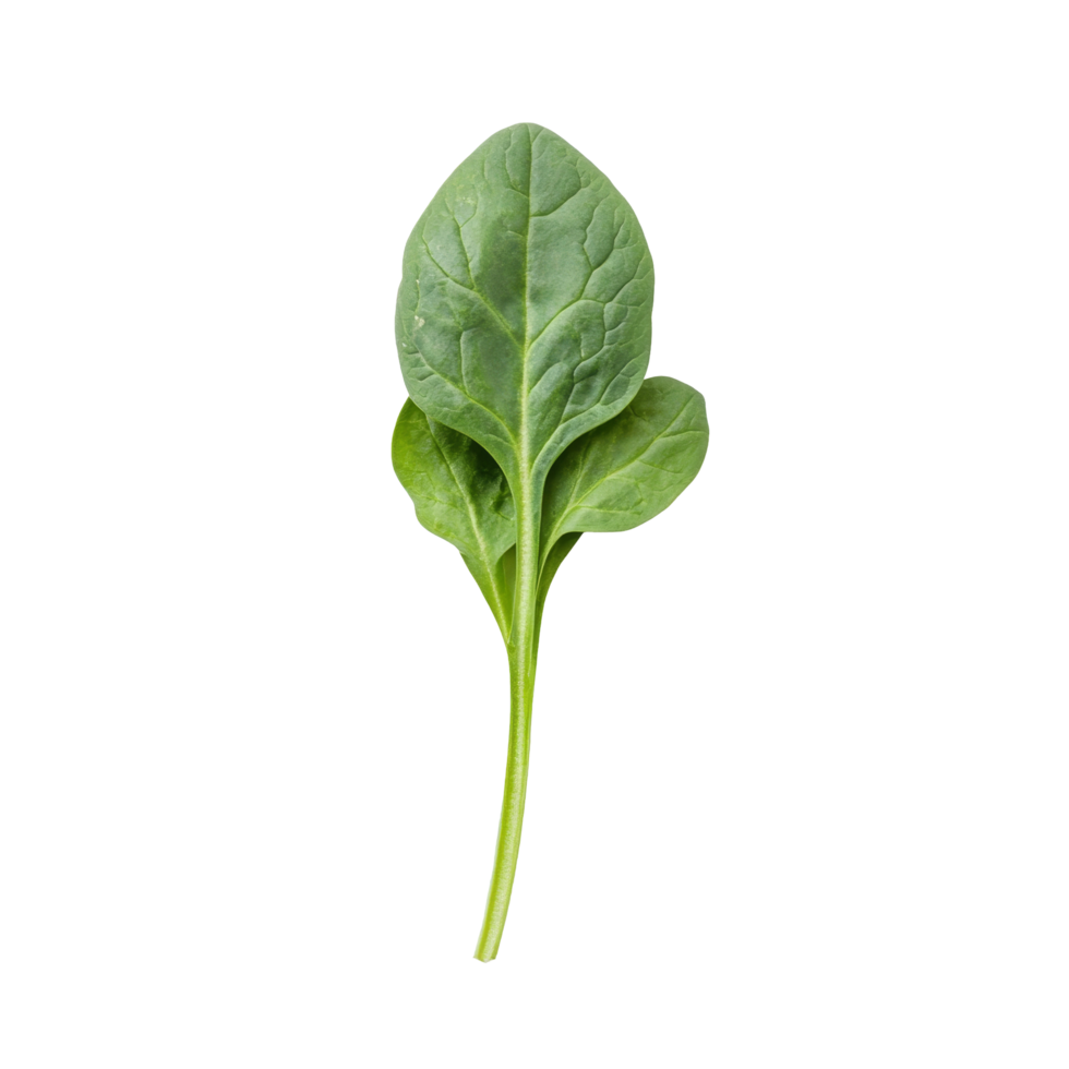 Fresh spinach leaves arranged on a clean transparent background, showcasing their vibrant green color and texture, red spinach on transparent background png