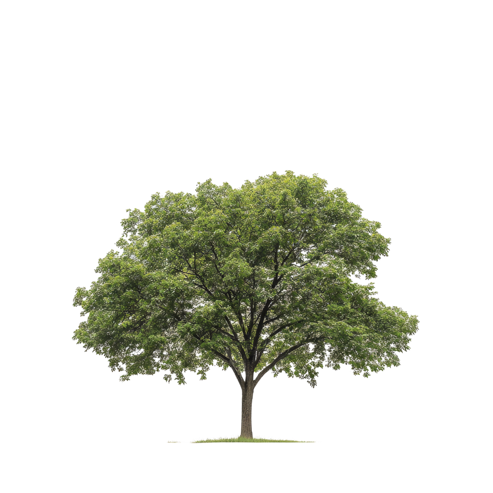 A majestic green oak tree stands alone against a bright transparent background in peaceful surroundings, Green Oak on transparent background png