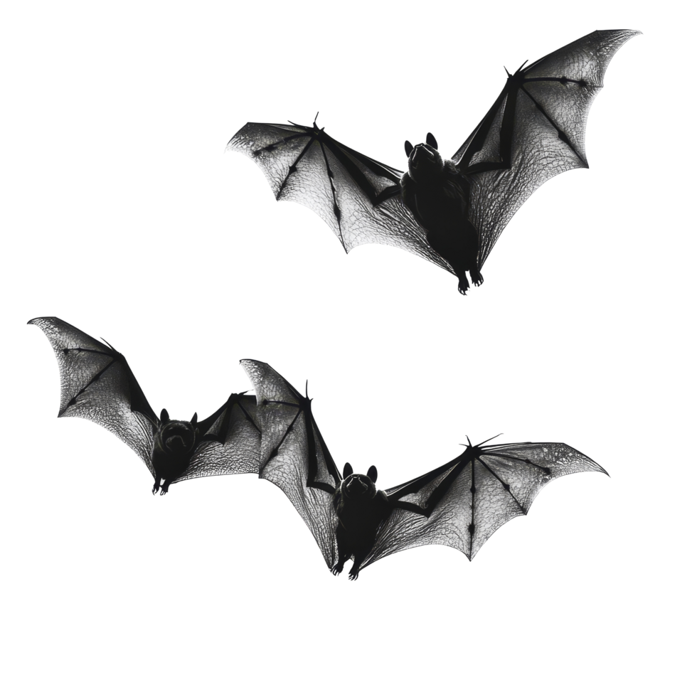 Three bats in flight against a transparent background showcasing their intricate wing structure, Bats on transparent background png