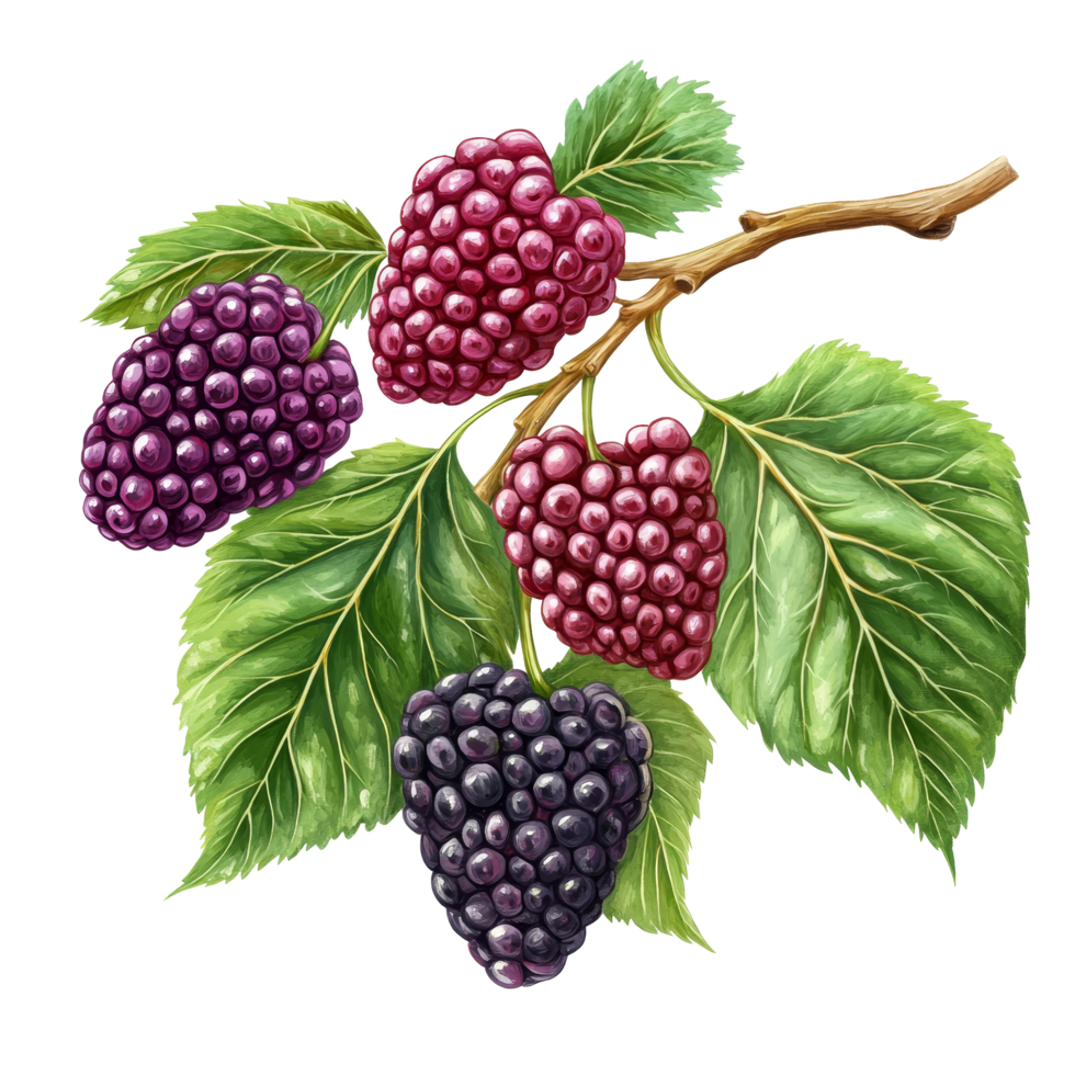 A branch of ripe mulberries with lush leaves on a clean transparent background showcasing freshness, Branch of delicious Mulberry on whtie background png