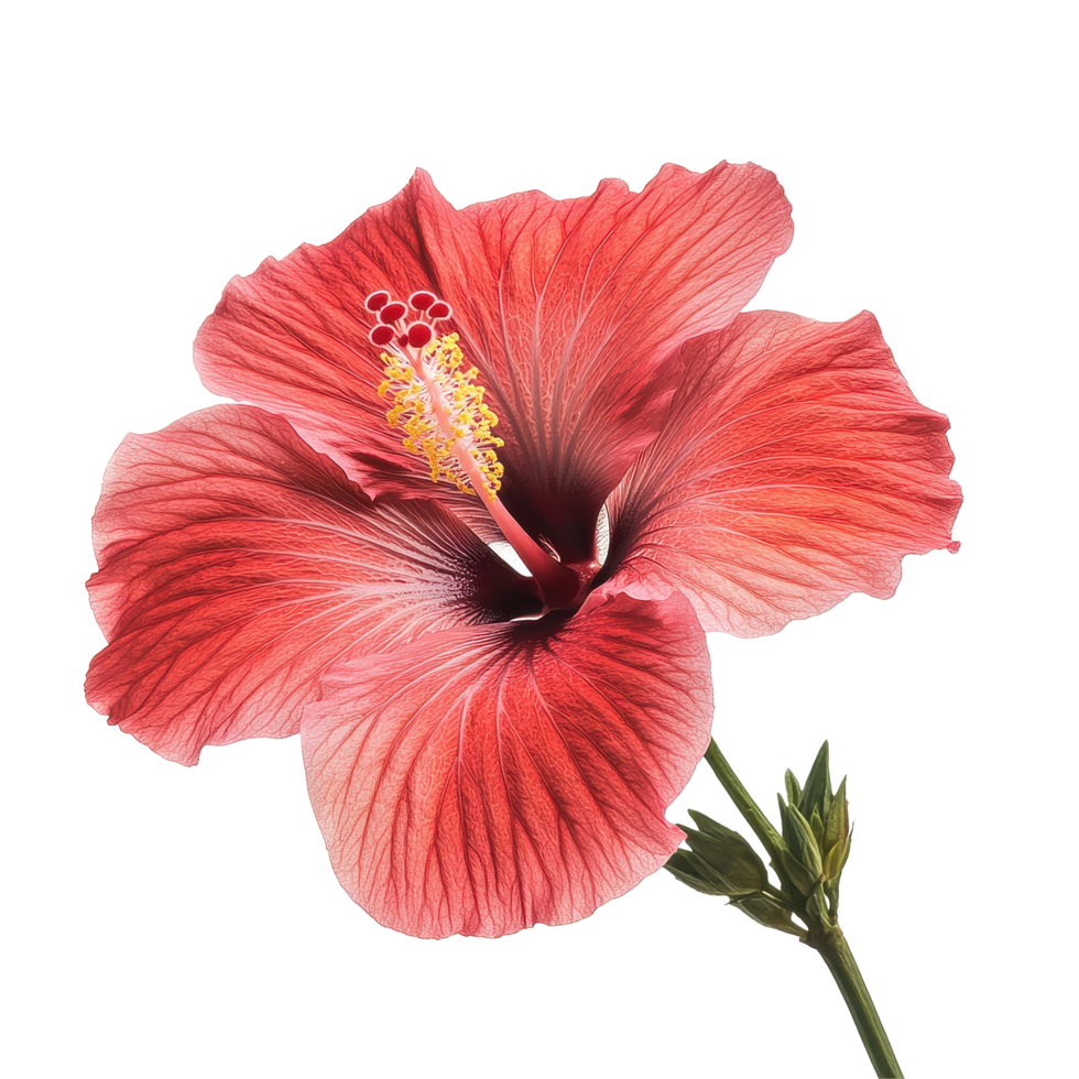 Blooming red hibiscus flower showcasing intricate details and vibrant colors in striking isolation, Closeup a blooming red hibiscus flower isolated on Transparent background png