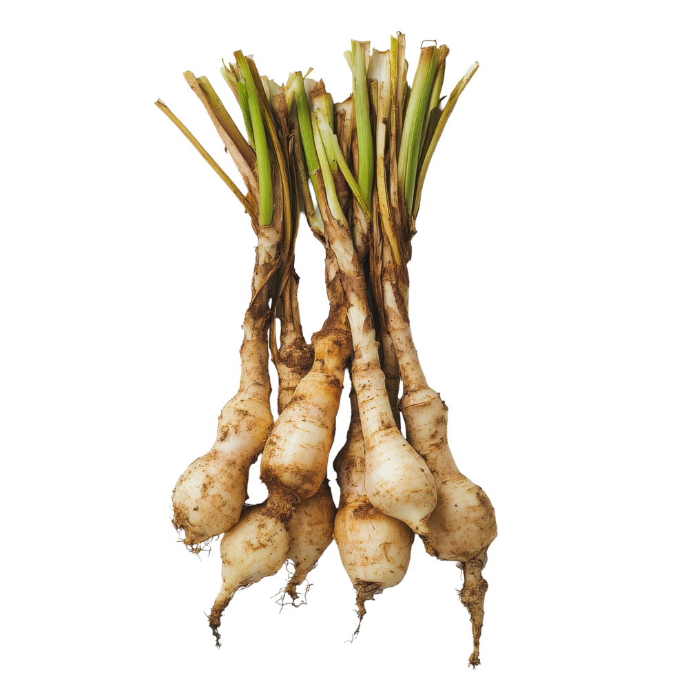 Fresh Kaempferia or fingerroot on a white background ideal for culinary use and traditional medicine, fresh Kaempferia orfingerroot on white background png