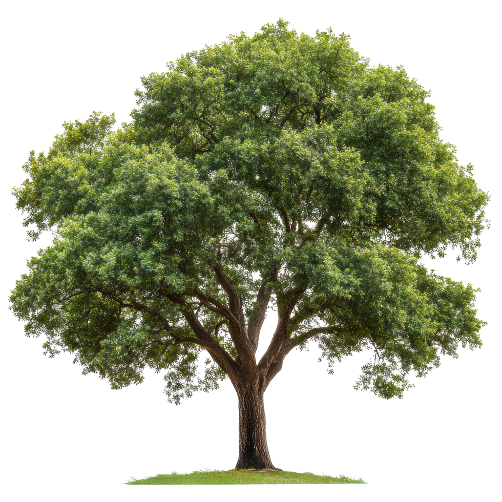 Majestic tree with lush green leaves stands proudly in a tranquil setting, Isolated image a big tree with beautiful leaves on a white background png