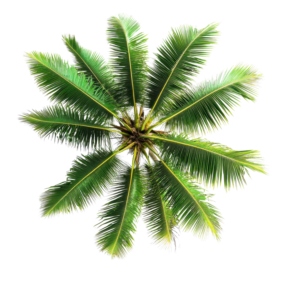 Coconut tree top view on Transparent background showcasing vibrant green fronds and intricate leaf patterns, Coconut tree top view isolated on background png