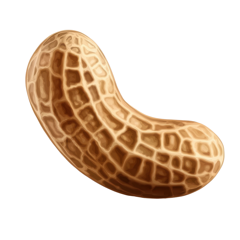 Peanut isolated on a transparent Transparent background showcasing its textured shell and shape details, peanut isolated on transparent background png