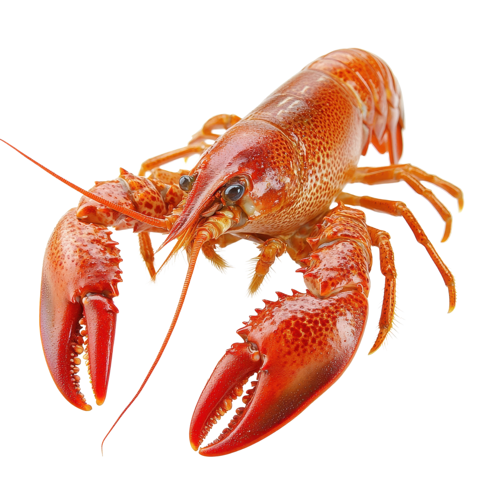 Red crawfish on a Transparent background ready for culinary use or seasonal festivities, Red crawfish isolated on background png