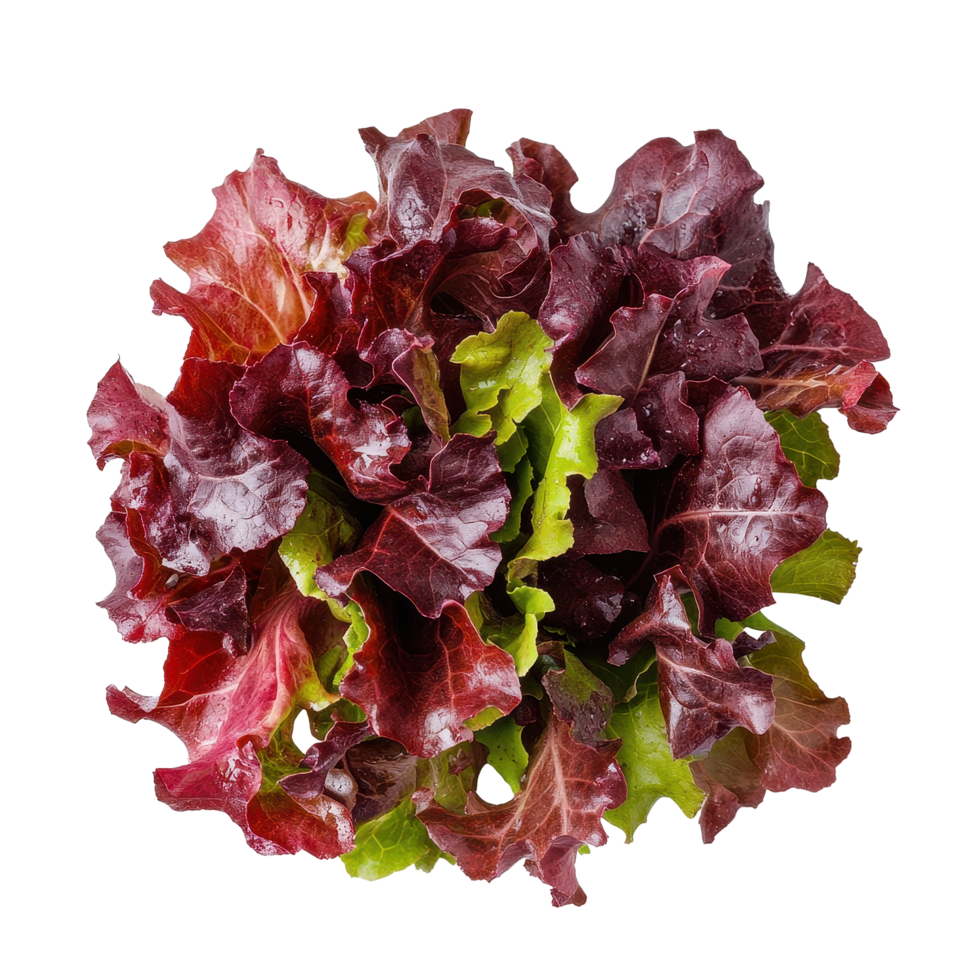 Red oak leaf lettuce variety placed on a bright Transparent background for culinary presentation, Red oak leaf lettuce isolated on background png