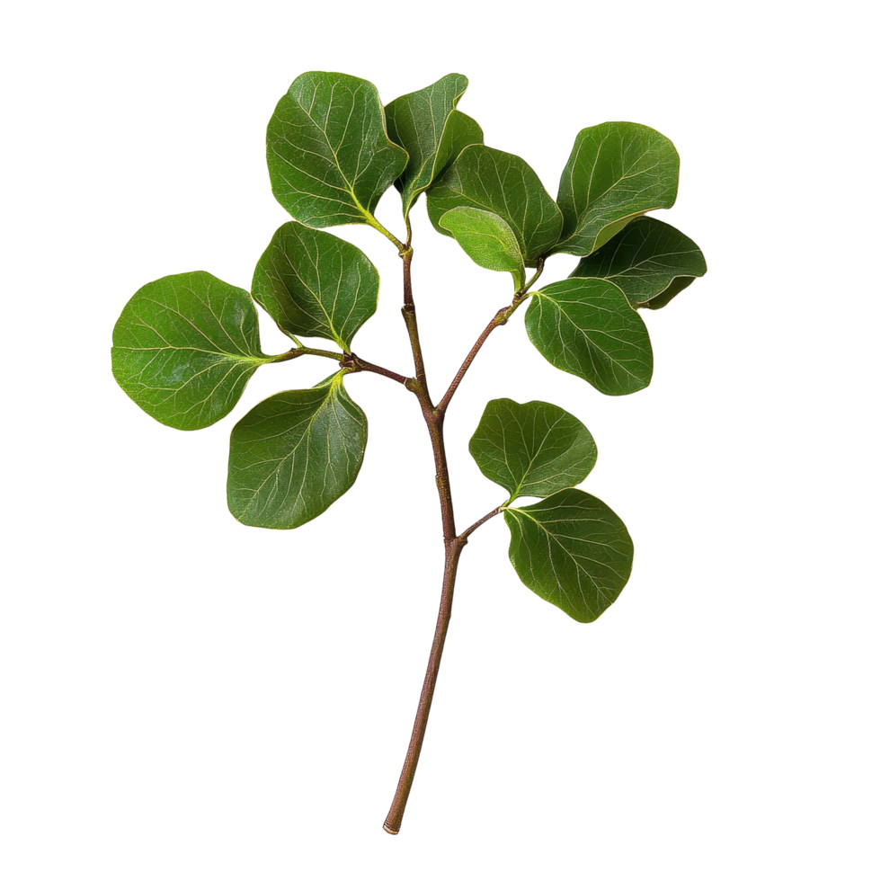 Isolated branch of Tinospora cordifolia showcasing vibrant green leaves on Transparent background, Tinospora cordifolia herb isolated on background png