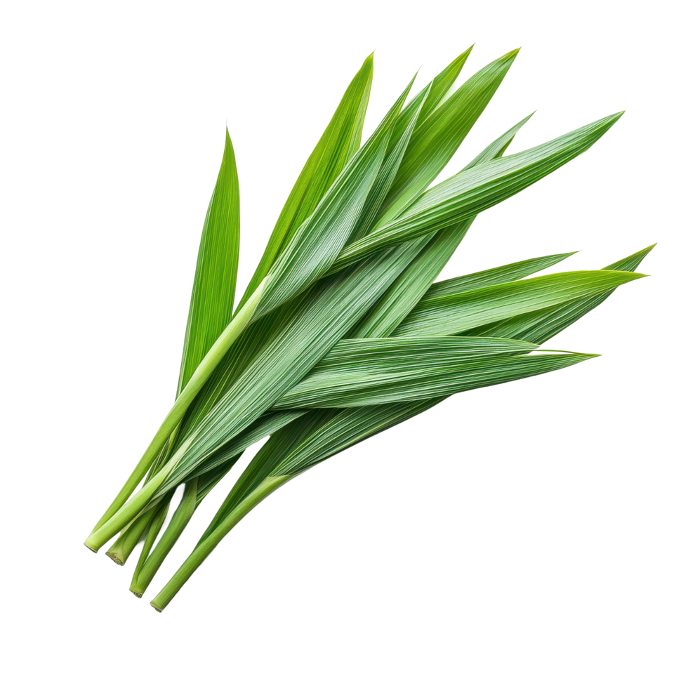 Fresh pandan leaves on a white background perfect for culinary uses and natural remedies, Fresh Pandan leaves isolated on white background png