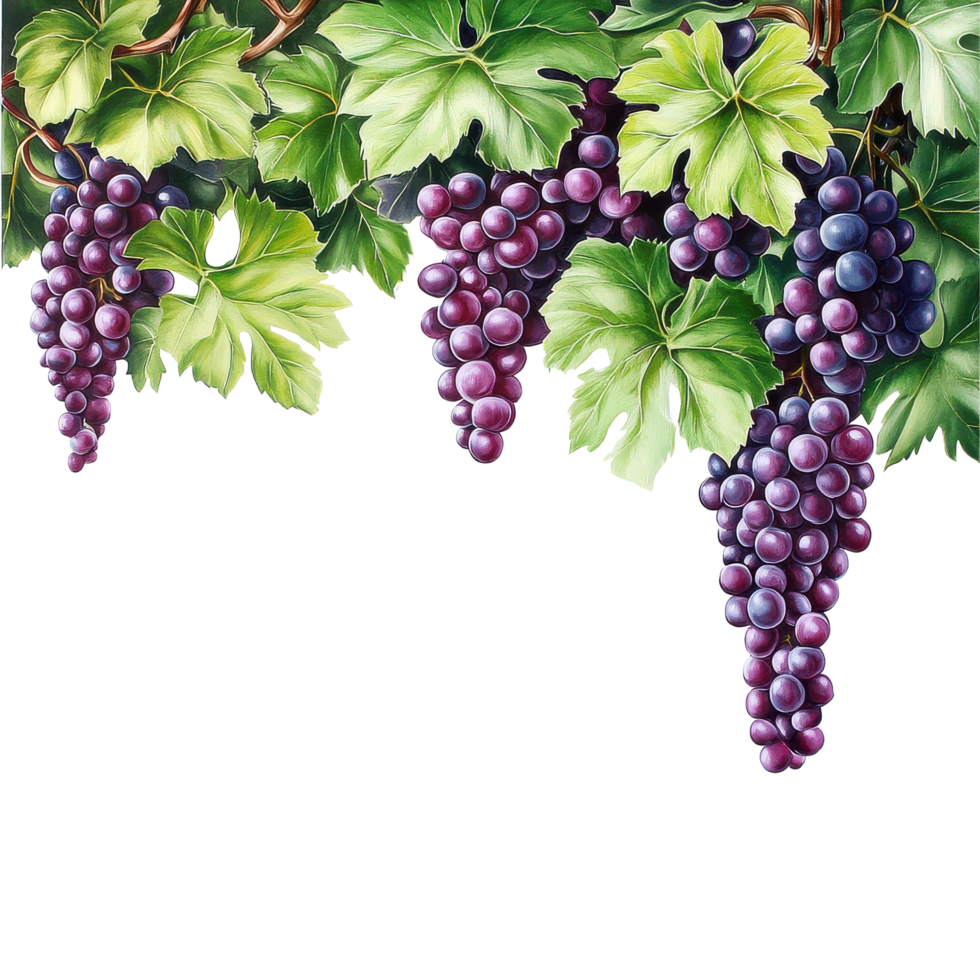 Purple grapes with vibrant leaves hanging from branches against a Transparent background, purple grapes branch and leaves hanging top White background png