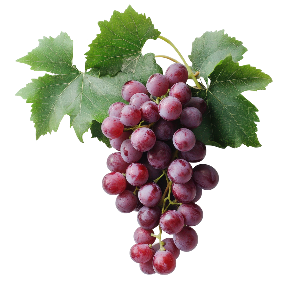 Fresh organic grape vines displayed against a white background for natural food presentation, Fresh organic grape vineswhite background background Vines with grapes bundle png