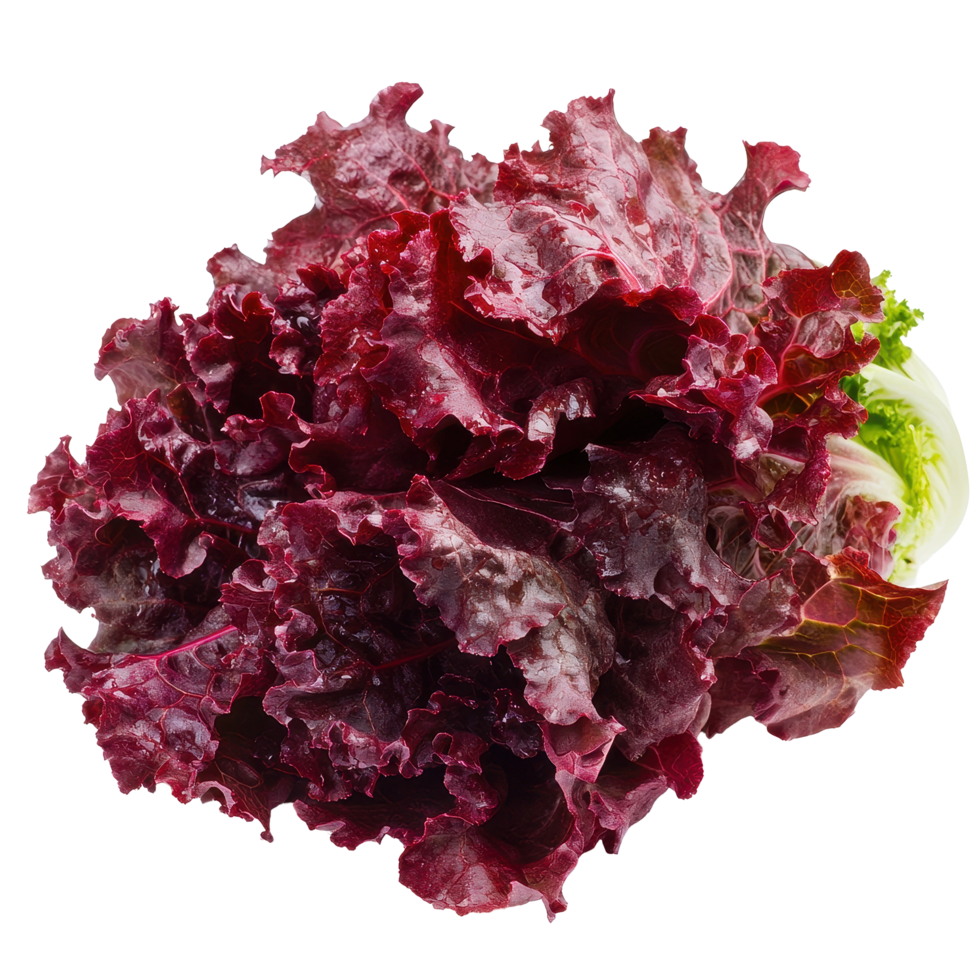 Fresh red lettuce on a Transparent background perfect for salads and healthy dishes, red lettuce vegetable isolated on background png