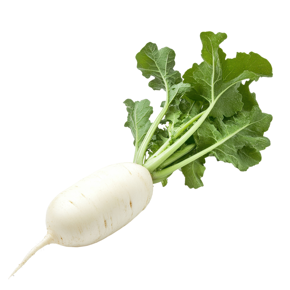 Fresh white radish with green leaves on a white background highlighting its natural color and texture, fresh white radish on white background png