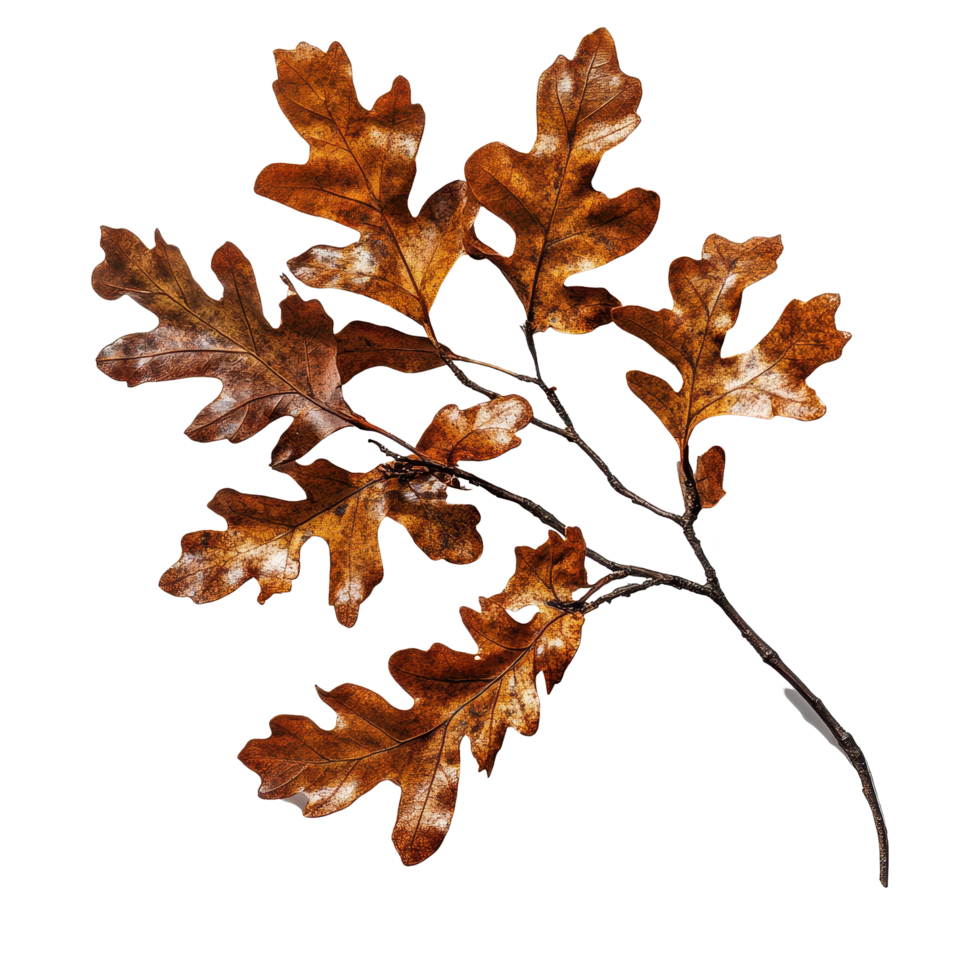 Oak branch with autumn leaves casting shadows in warm light, Oak branch with autumn brown dry leaves with shadow, file of isolated object on Transparent background png