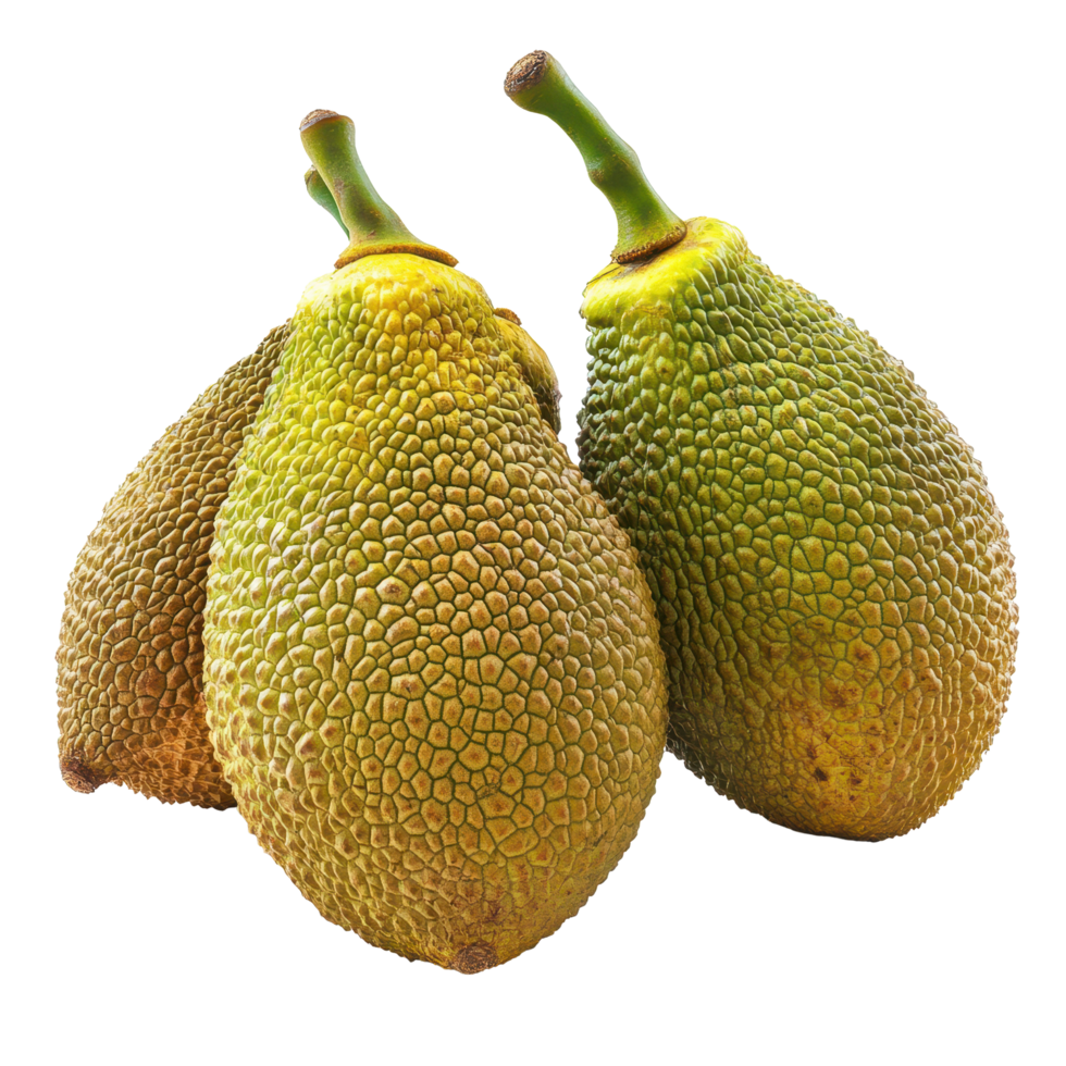 Young jack fruits displayed on a clean Transparent background showcasing their unique texture and form, young jack fruits on background png