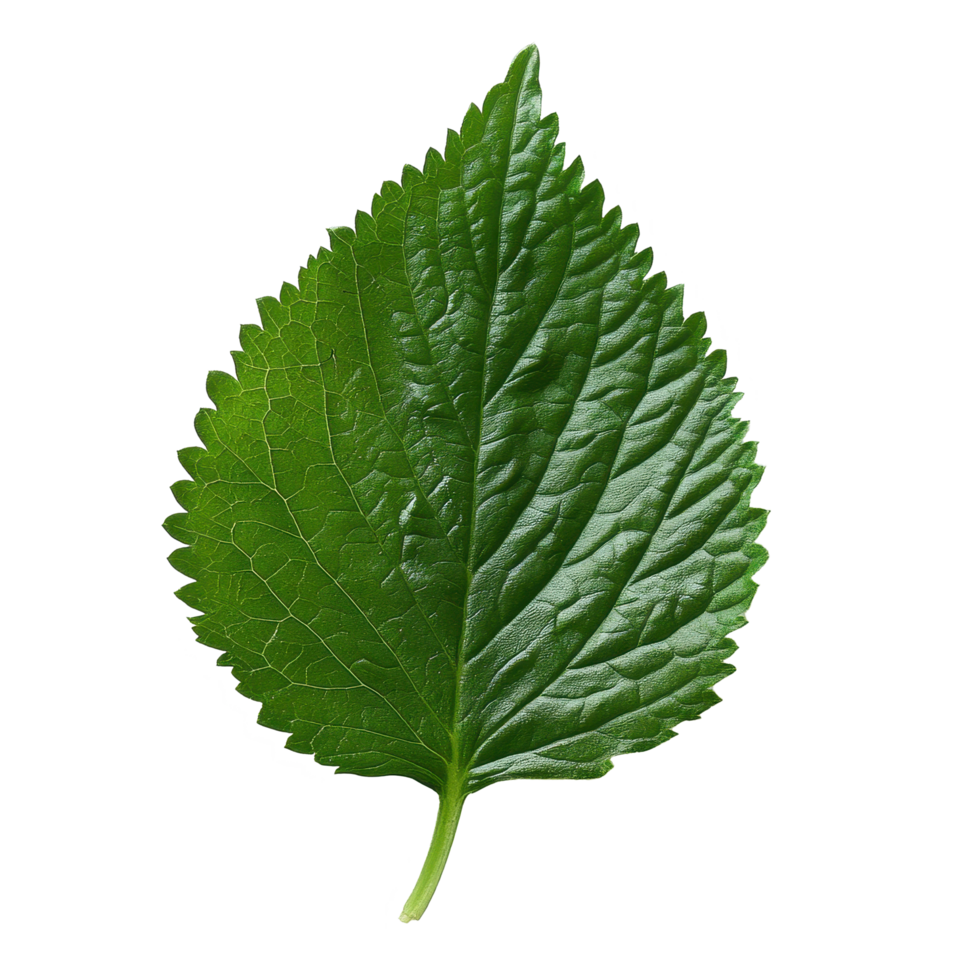 Shiso leaf on a clean Transparent background highlighting its unique texture and vibrant green color, Shiso leaf on background png