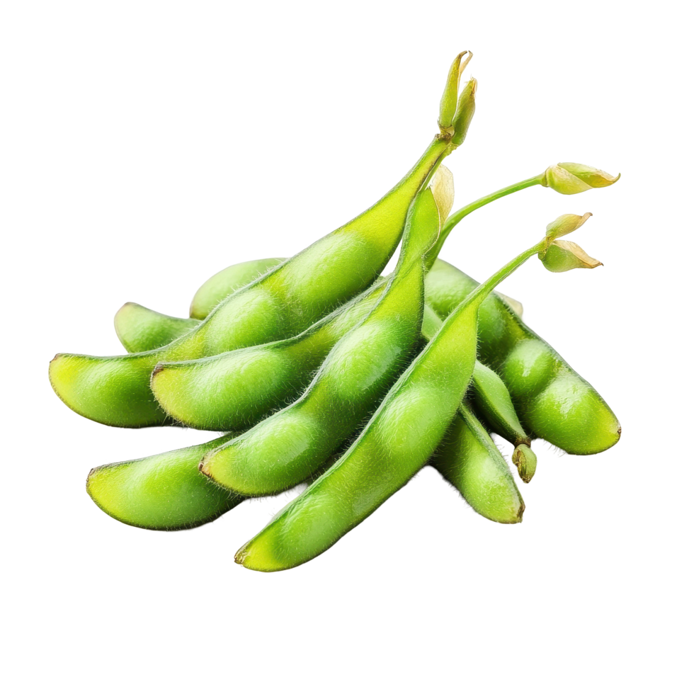 Fresh edamame green soybeans displayed isolated on a Transparent background for healthy eating and cooking ideas, edamame green soy beans isolated on background png