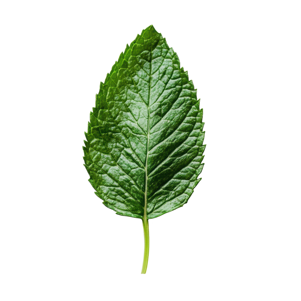 Fresh mint leaf on a Transparent background showcasing its vibrant color and unique texture, Mint leaf White background png