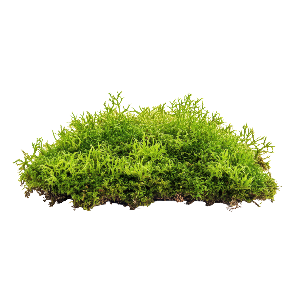 Vibrant green moss isolated on white background for natural decor and crafting projects, Green moss isolated on white background png
