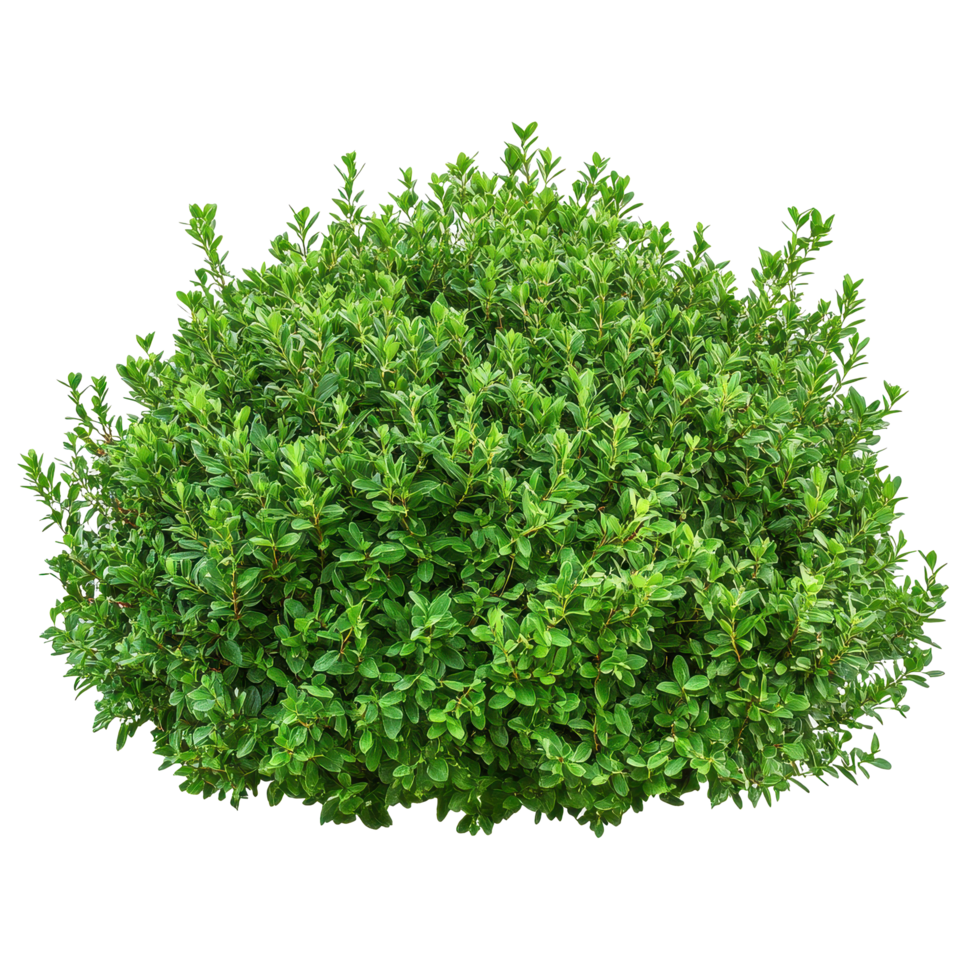 Lush green bush isolated on Transparent background for nature and gardening themes, Isolated image green bush on background png