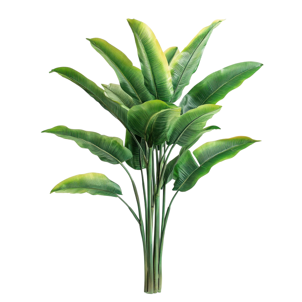 Decorative banana plants isolated on a Transparent background for stylish interior design, decorative banana plants isolated on background png