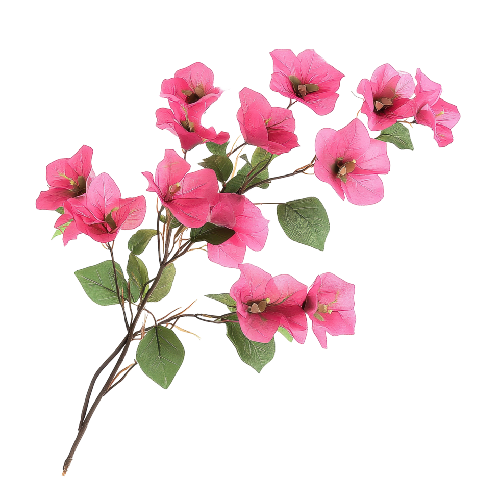 Bougainvillea plants with vibrant pink flowers on isolated Transparent background creating a striking visual contrast, Pink Bougainvillea plants isolated, background png