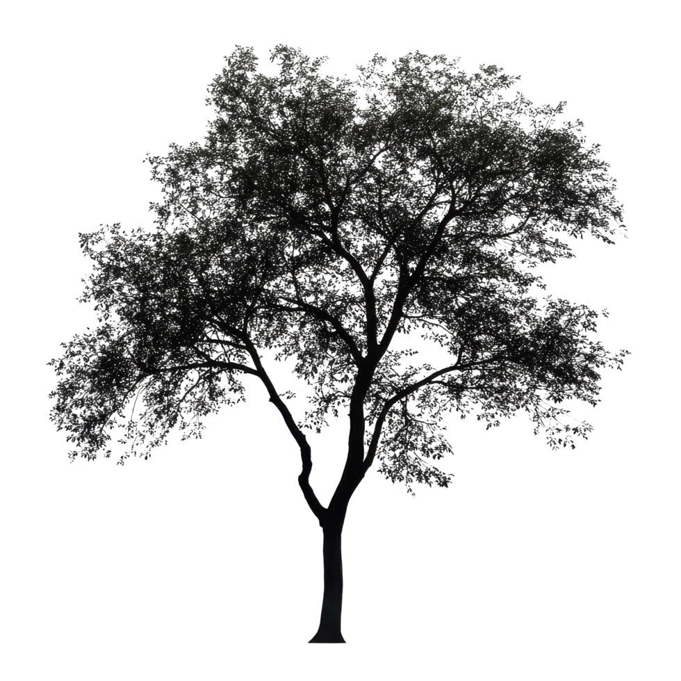 Silhouette of a solitary tree with foliage standing on a Transparent background during daylight, silhouette isolated tree on background png