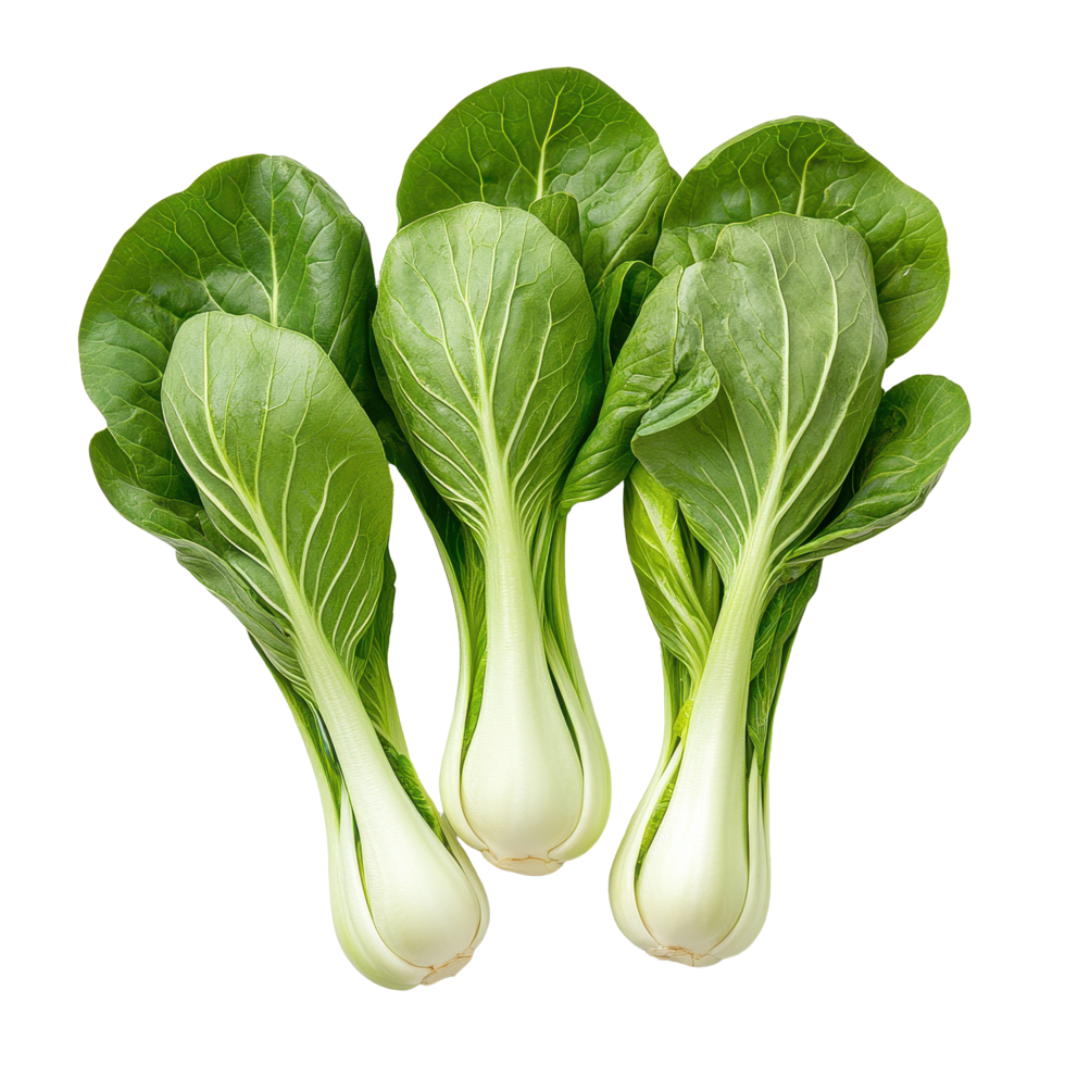 Fresh bok choy vegetable arranged on a white background for culinary presentation and healthy cooking, Bok choy vegetable on white background png