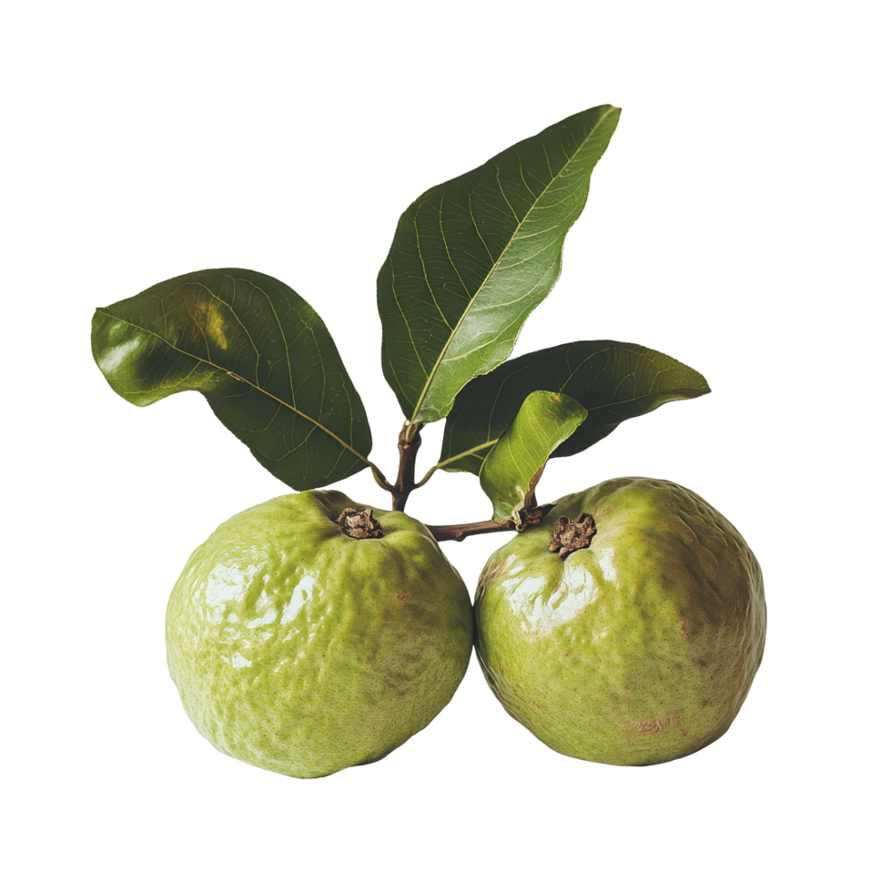 Fresh guava fruit with green leaves isolated on a white background showcasing natural beauty and freshness, guavaisolated on white background png