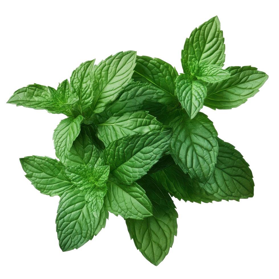 Fresh mint leaves on transparent background, ideal for culinary and herbal uses in various dishes and drinks, Fresh mint leaves on transparency png