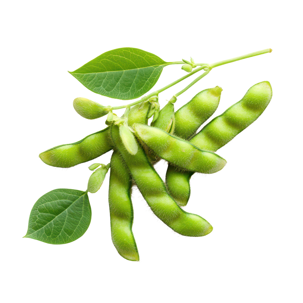 Fresh green soybeans with leaves on bright white background for culinary use and nutrition, green soybeans on white background png