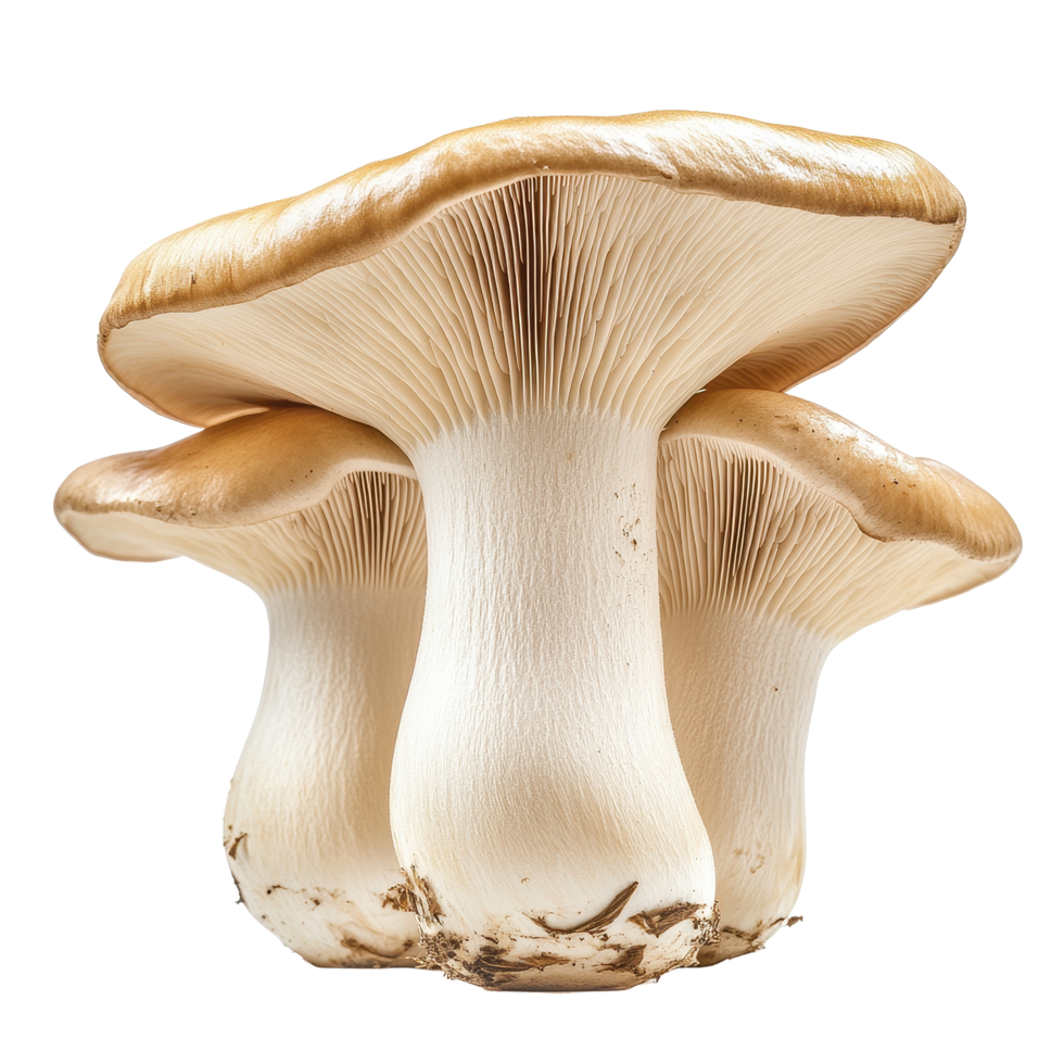 King oyster mushroom Pleurotus eryngii with distinctive caps and thick stems isolated on a Transparent background, King oyster mushroom Pleurotus eryngii isolated on background png