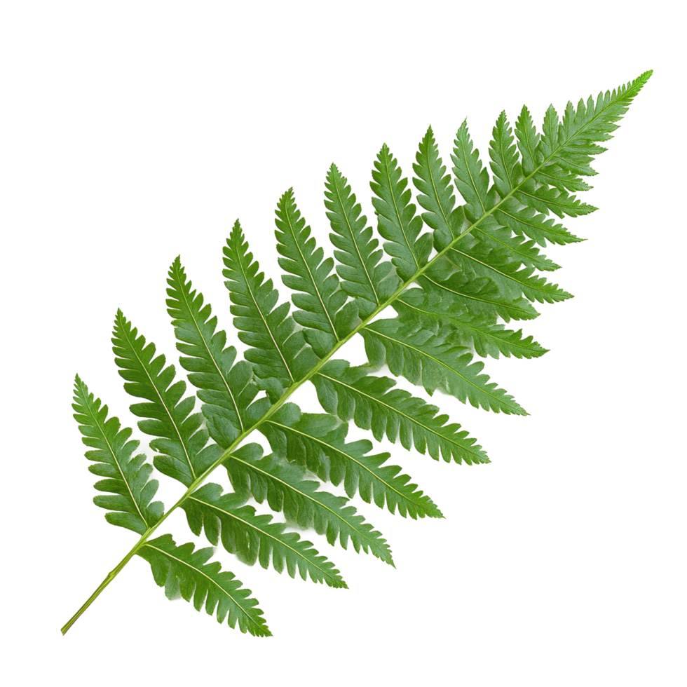 Green fern leaf on white background showcasing natural beauty and intricate details of plant life, Green fern leafisolated on white background png