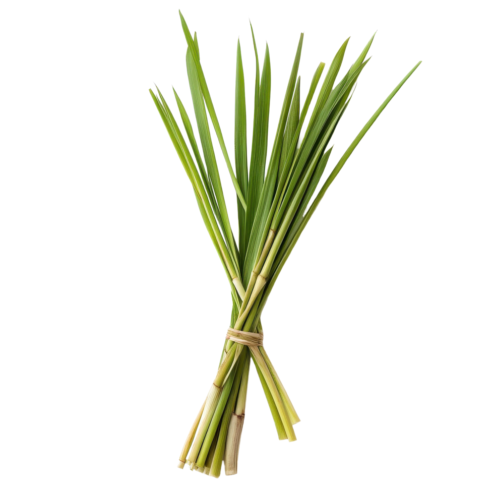 Fresh lemongrass bunch isolated on a clean Transparent background for culinary use and herbal preparation, Lemon grass isolated on background png