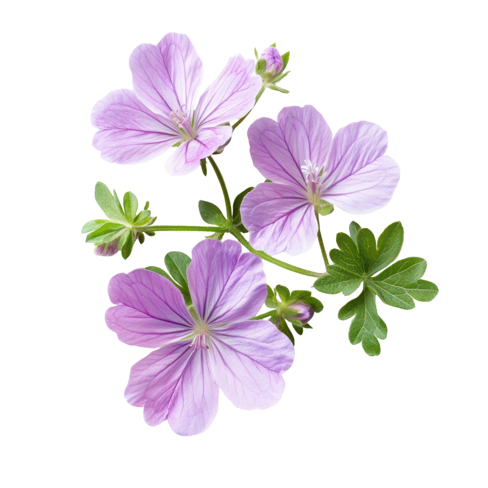 Vibrant geranium flowers in soft purple hues isolated on a clean white background for artistic display, geranium flowers isolated on white background png
