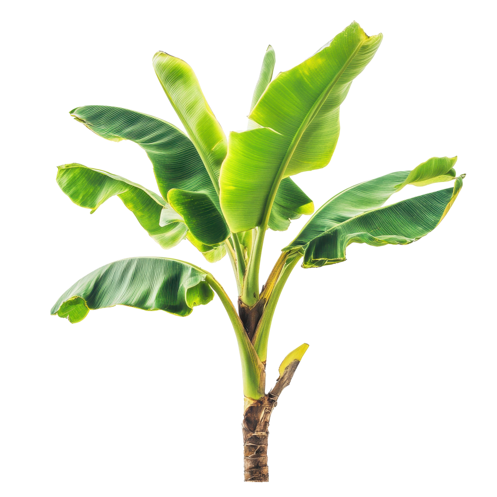 Closeup view of a banana plant showcasing vibrant green leaves and detailed textures isolated on a Transparent background, Closeup view a banana plant isolated on a background png