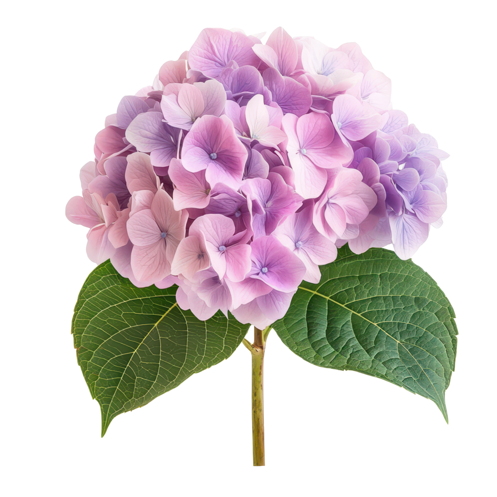 Vibrant hydrangea flower with delicate petals in shades of purple and pink against a white background, Hydrangea flower isolated on white background png