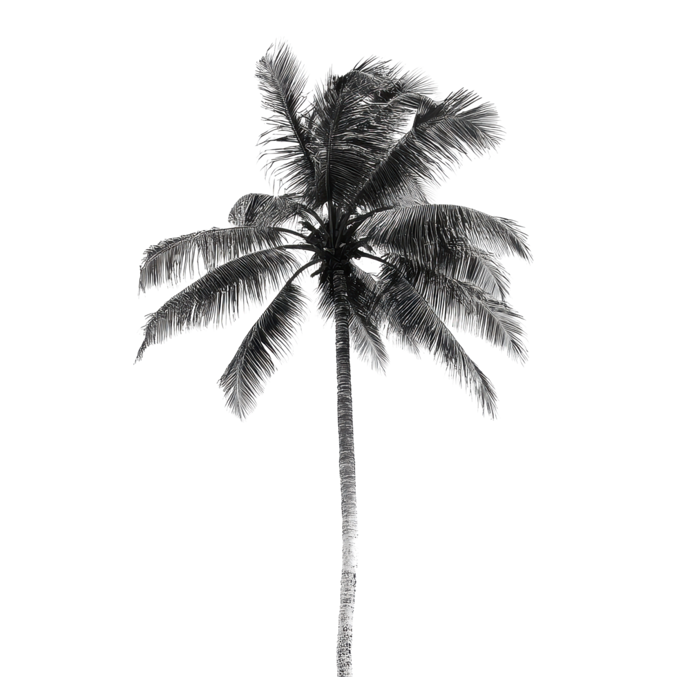 Palm tree against a transparent Transparent background highlighting tropical appeal and natural beauty, Palm tree background transparent, background png