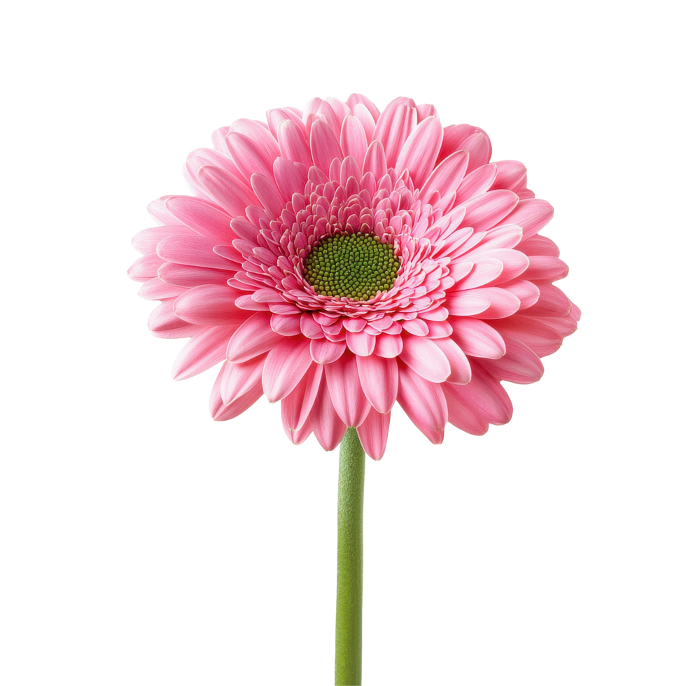 Beautiful pink gerbera flower blooming with delicate petals against a clean Transparent background, pink gerbera flower isolated on background png