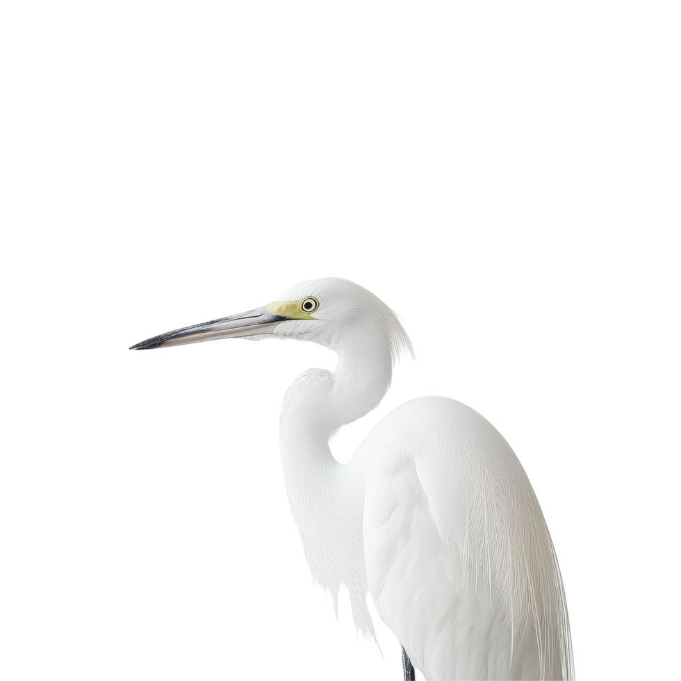 Lonely white egret poses gracefully against a soft Transparent background in serene solitude, Closeup a lonely white egret on a background png
