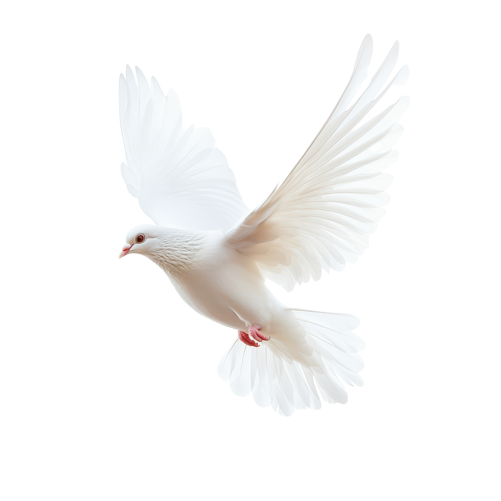 White pigeon soaring gracefully against an empty white backdrop during daylight hours, Flying pigeon isolated on Transparent background png