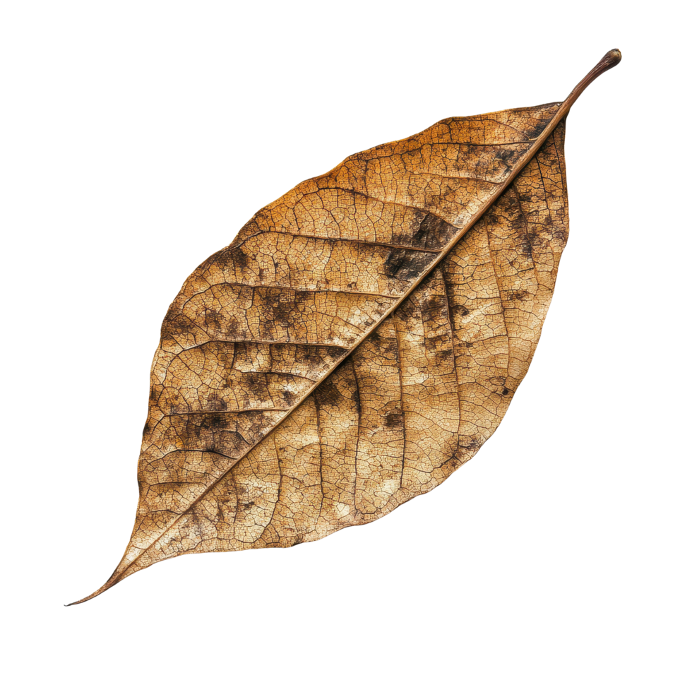 Dry leaf resting on a Transparent background showing intricate textures and details, Dry leaf isolated on background png